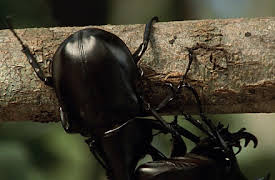 Wildest Places: Rainforests