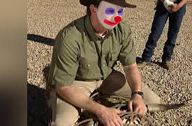Discovery Jones: Stubborn Streak