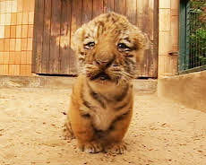 Panda, Gorilla & Co.