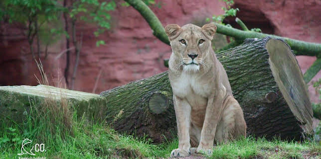 17:10: Seelöwe & Co. - tierisch beliebt | NDR Fernsehen | 1/23 2026