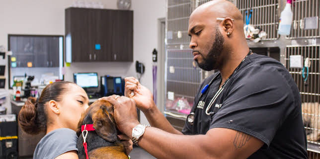 03:00: The Vet Life (S2 E16) (S2) | Animal Planet | 12/20 2025