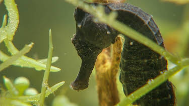 14:25: Elefant, Tiger & Co. (292) | MDR Fernsehen | 4/14 2026