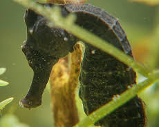 Elefant, Tiger & Co. (292)