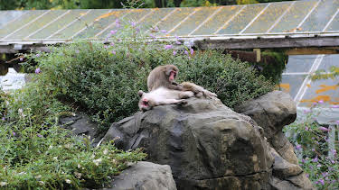 06:50: The Zoo (S3 E9) (S3) | Animal Planet | 4/3 2026