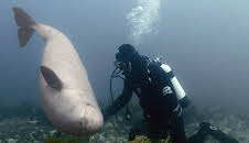 Stelldichein der Lodden vor Neufundland