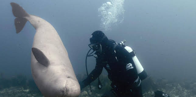 16:10: Stelldichein der Lodden vor Neufundland | Arte | 1/16 2026