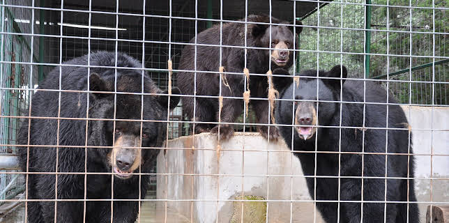 02:15: Animal Cops Miami (S16 E1) (S16) | Animal Planet | 11/28 2025