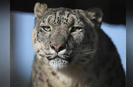 Snow Leopards Of Leafy London: Episode 1