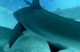Shark Dive TV: Whale Sharks Kept in Giant Tank