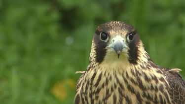 17:15: Naturwunder Deutschland | Radio Bremen | 4/3 2026