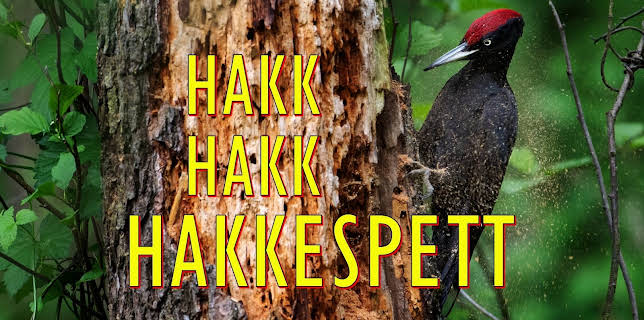 18:15: Hakk hakk hakkespett | NRK 1 | 11/2 2025