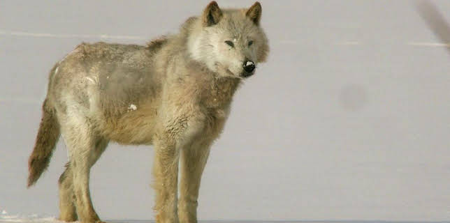 4:30 PM: Natural World | BBC Two | 11/24 2025