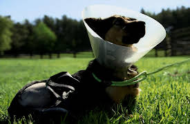 Dog Tales Rescue: Whatever it Takes