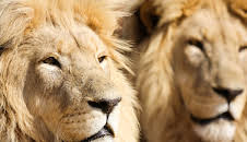 Lionsrock - Die Heimkehr des Königs