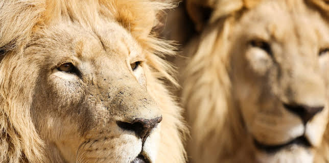 15:55: Lionsrock - Die Heimkehr des Königs | 3SAT | 12/5 2025