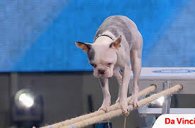 The One Thing: Melissa Millett: Amazing Pets