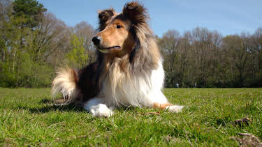 6:00 PM: The Supervet: Noel Fitzpatrick (S7 E1) (S7) | W | 12/26 2025