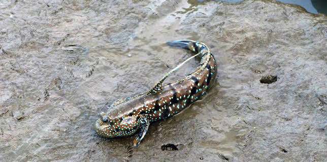 05:38: How Do Animals Do That? (S1 E40) (S1) | Animal Planet | 1/18 2026