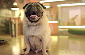 Vår fascinerande värld: Från varg till hund