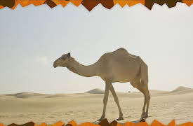 Awesome Animals and Mini Me: Season 1: Camel