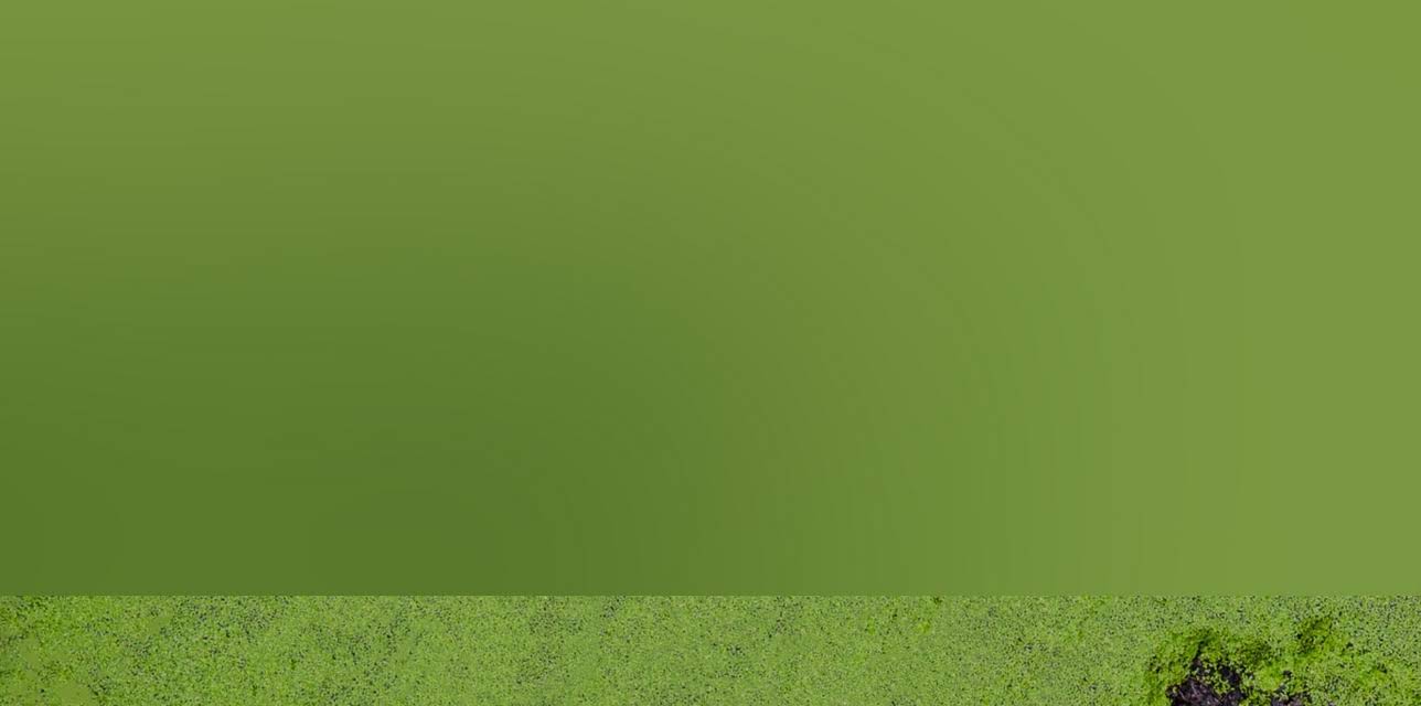 Life In The Reeds Where The Hunter Becomes The Hunted (2018)