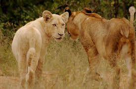 White Lions: Born Wild | S1: Fight for Survival