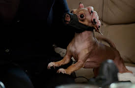 Dog Dudes: The Tiny Tyrant