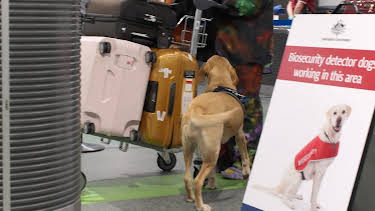 11:15: Border Patrol Australia | ProSieben Maxx | 4/15 2026