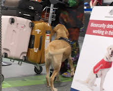 Border Patrol Australia