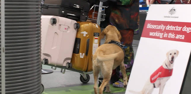 09:40: Border Patrol Australia | ProSieben Maxx | 1/13 2026