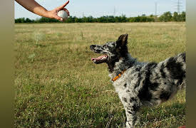 Dog Training 101: Impulse Control: Cold Trials and Finishing