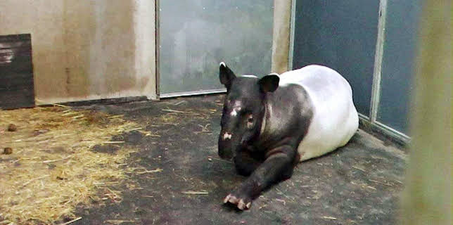 14:25: Elefant, Tiger & Co. (253) | MDR Fernsehen | 2/16 2026