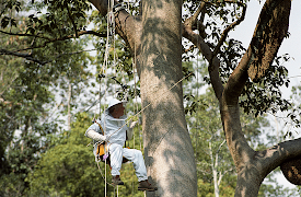 Attenborough: Life in the Undergrowth: Supersocieties