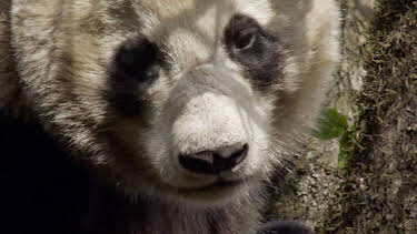 4:15 PM: Wild China | BBC Two | 9/18 2026