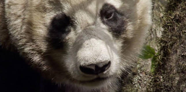 7:00 PM: Wild China | BBC Four | 2/16 2026