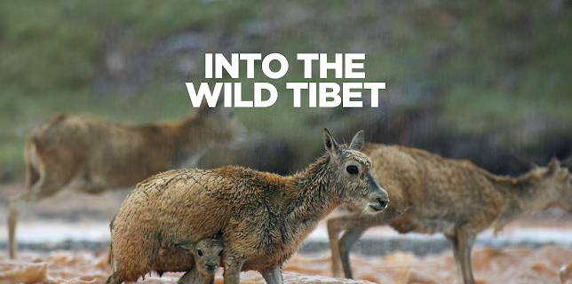 Into the Wild Tibet (2020)