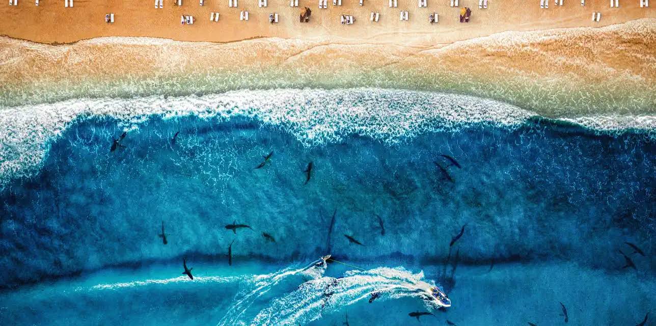 Monsters of the Cape