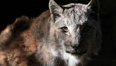 Nature's Strangest Mysteries: Solved (S1 E21)