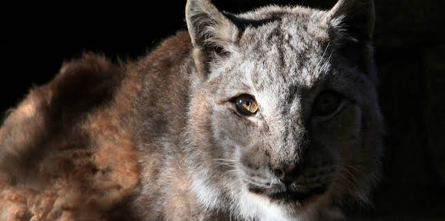 19:00: Nature's Strangest Mysteries: Solved (S1 E21) (S1) | Animal Planet | 12/1 2025