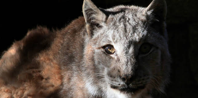 Nature's Strangest Mysteries: Solved