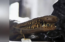 Beasts of the Bayou Season 1: Loch Ness Swamp