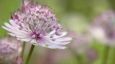 6:30 AM: The A to Z of TV Gardening | BBC Two | 8/30 2026