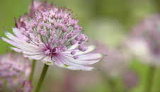 The A to Z of TV Gardening