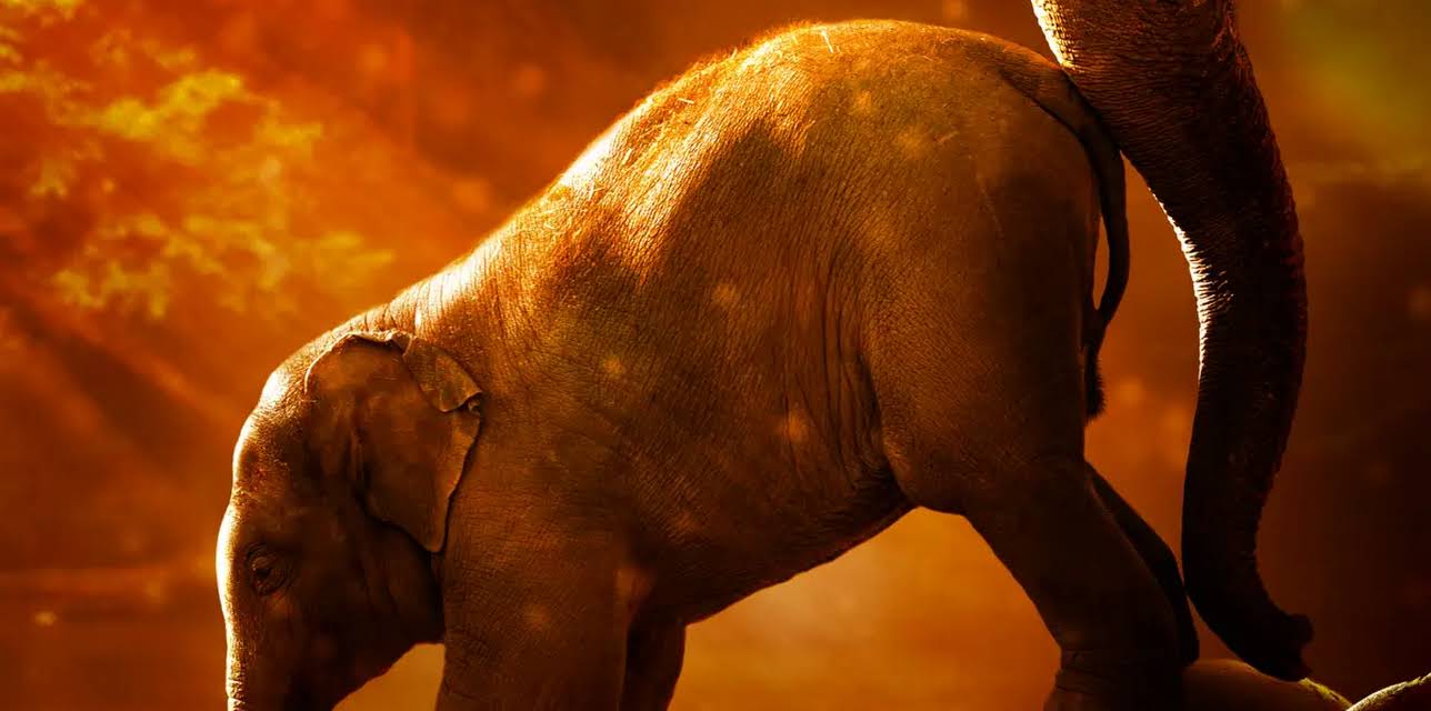 Wild Summer School (2020)