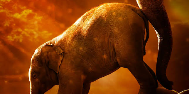 Wild Summer School (2020)