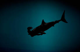 BuzzFeed Unsolved: True Crime: The Odd Death of Michelle Von Emster