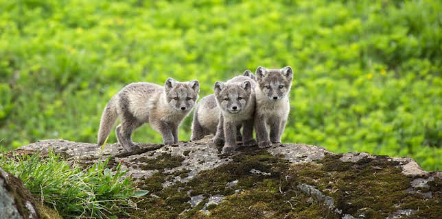 8:00 PM: Natural World | BBC Four | 12/10 2025