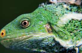 South Pacific: Castaways