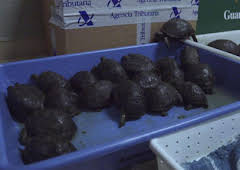 Border Control: Europe