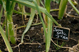 Grow, Cook, Eat: Garlic